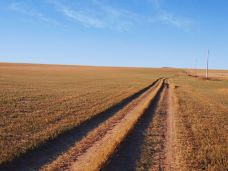 贡格尔草原-克什克腾旗-大地鸟儿