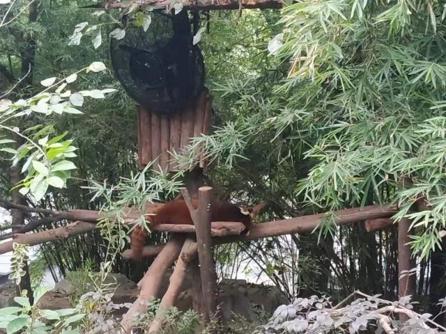 Chengdu Research Base of Giant Panda Breeding