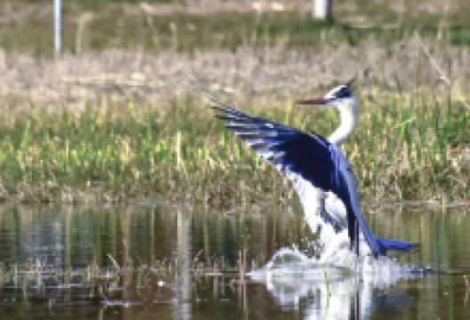 湖北松滋万米长城滨湖公园景点图片