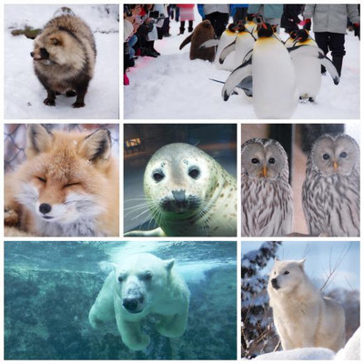 北海道冬季亲子游推荐：旭山动物园——看活泼可爱企鹅的在雪中散步