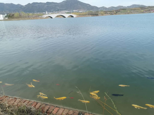 疫情得到有效控制后游览石家庄龙泉湖公园