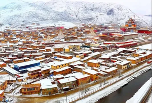 春雪飞舞,天鹅翩翩。阿坝州的春天,实在太治愈了!