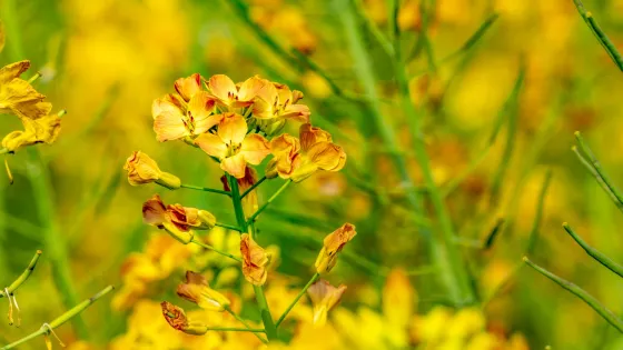 多彩油菜花