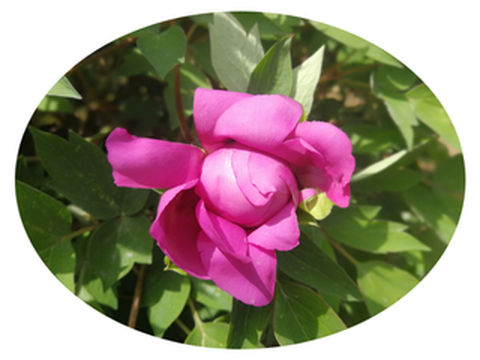 你想看的牡丹都在这里了——甘肃省临夏市