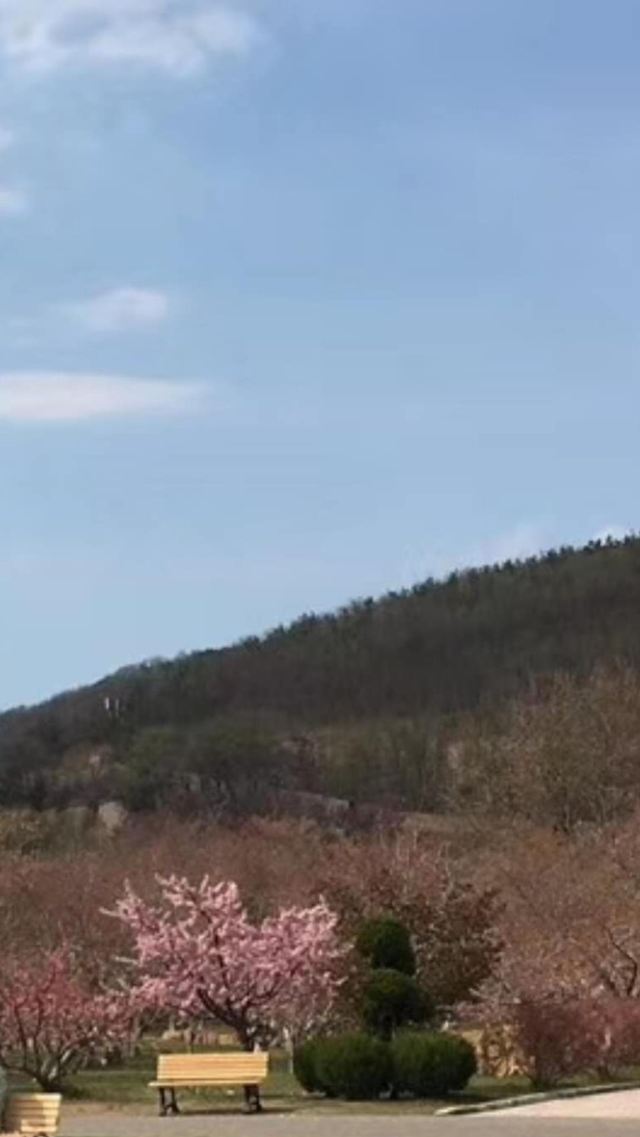 樱花园旅行图片 3