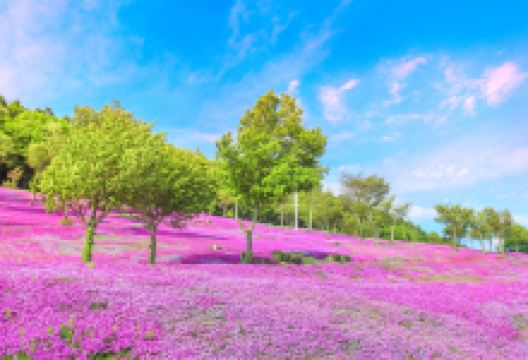 泷上公园景点图片