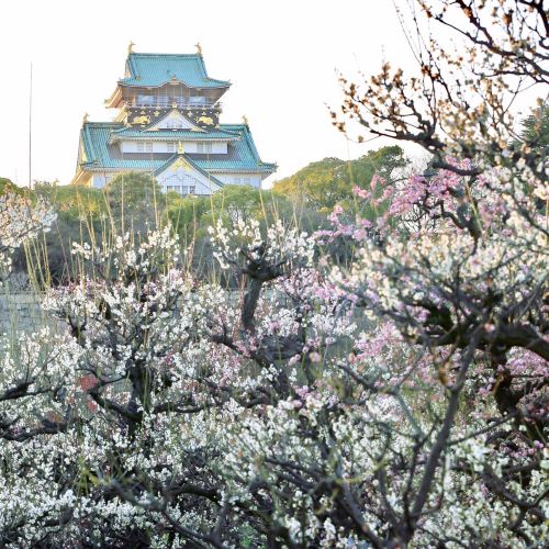 大阪城梅林旅遊攻略指南 大阪城梅林評價 大阪城梅林附近推薦 Trip Com