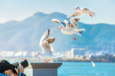 海埂大坝