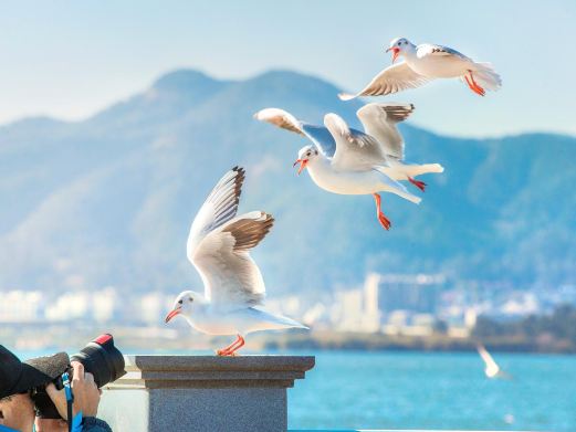 海埂大坝
