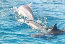 Encounter Kaikoura (Dolphin Encounter)景点图片