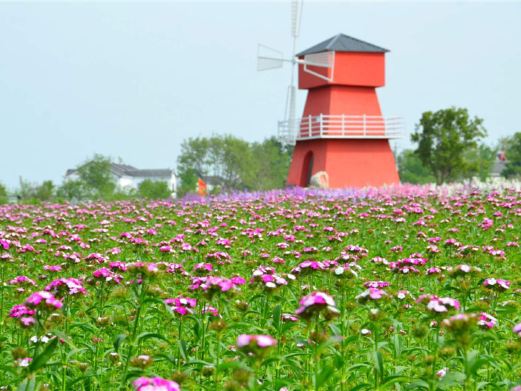 同心花海