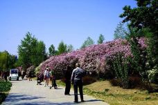 丁香公园-哈尔滨--自由飞翔_