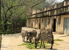 南昌动物园-南昌-冰之炙点