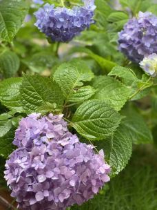 月湖公园-长沙-chenaoao520