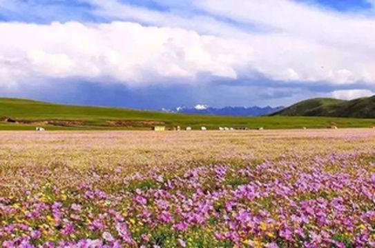 俄木塘花海|山花烂漫时共赴一场芬芳的盛宴