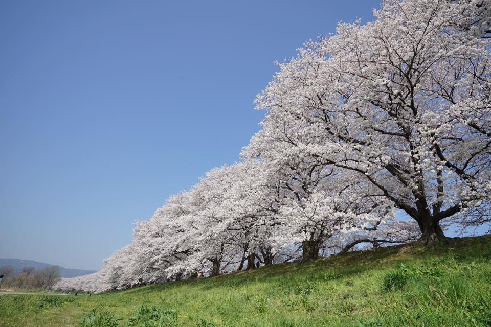 【京都·八幡·背割堤】