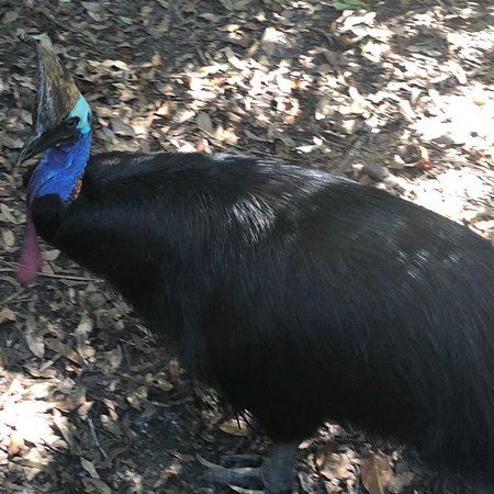 David Fleay Wildlife Park