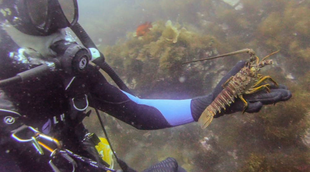 在洛杉矶海底徒手抓龙虾是什么样的体验？