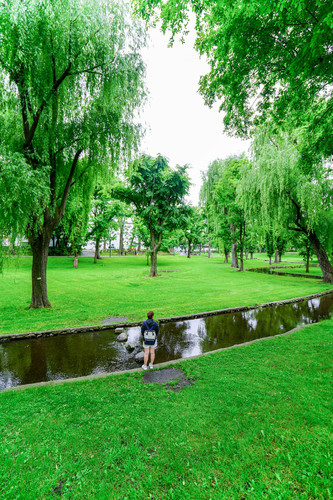 初夏的北海道 - 美瑛,富良野 - 花季前的阴雨