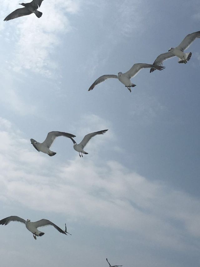 완냐오다오(만조도)
