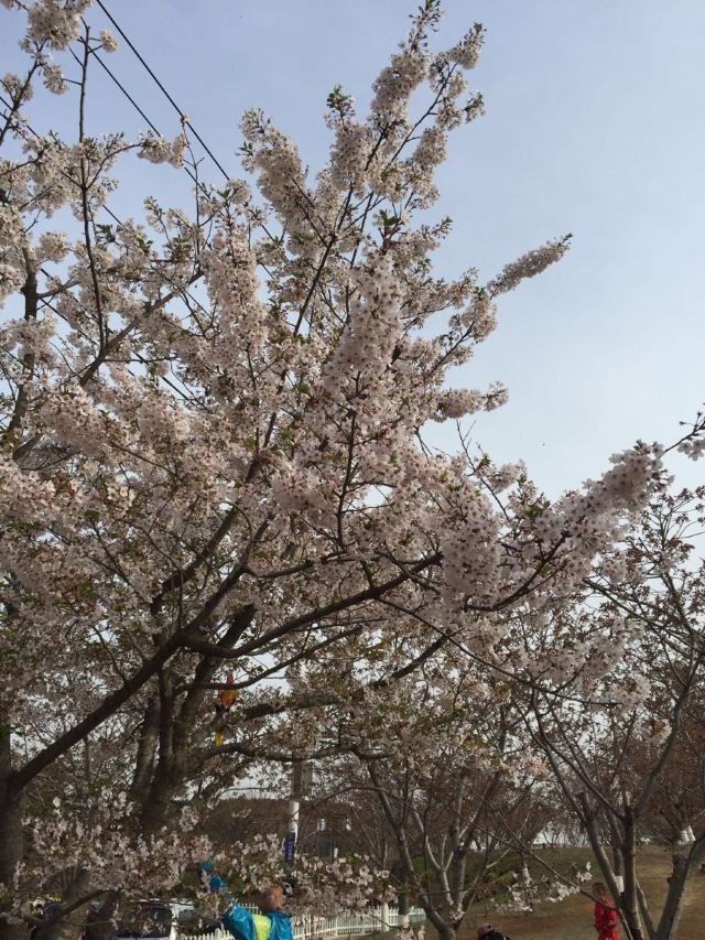 203고지