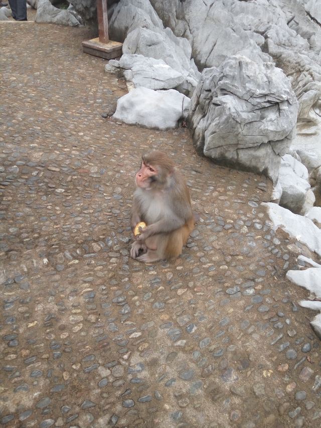 구이화다오
