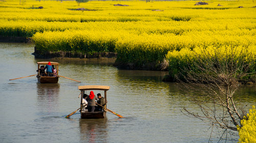 兴化千垛菜花风景区-手机智能定位语音讲解【