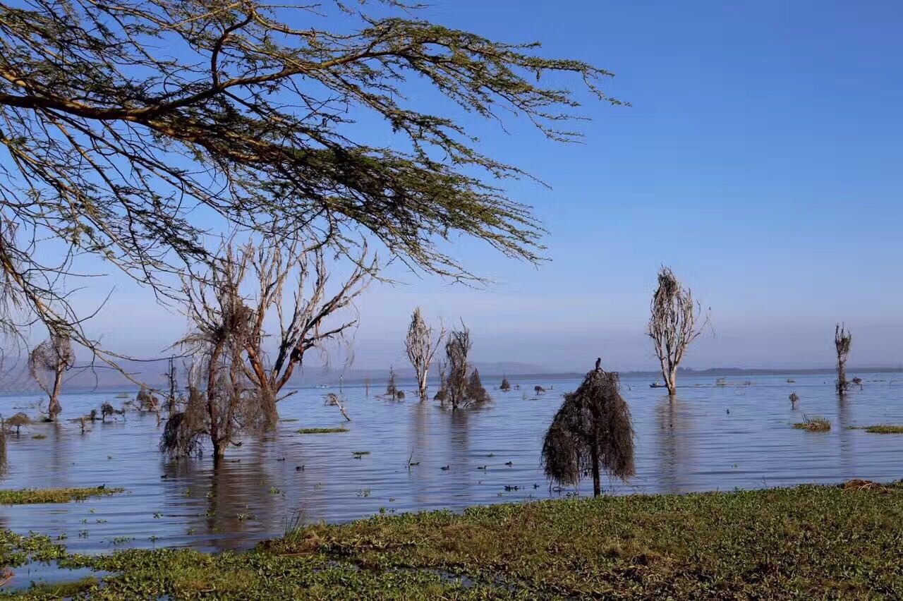 肯尼亚奈瓦沙湖
