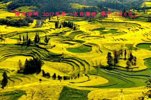 Luoping Canola Flower Ocean