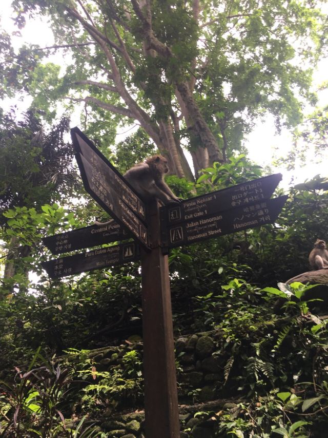 Ubud Monkey Forest
