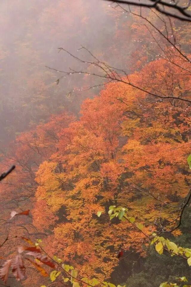 光雾山看最美红叶.