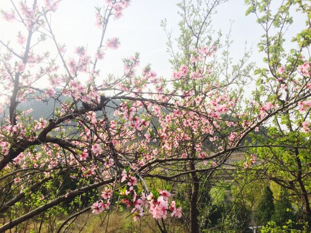 주자위