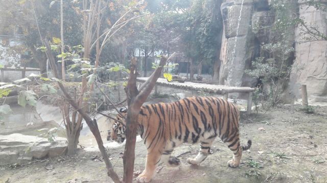 成都動物園