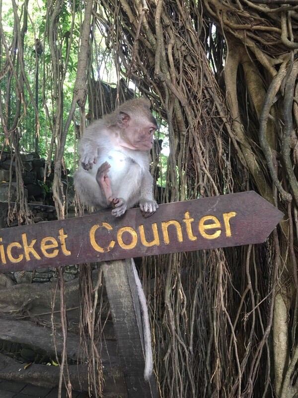 Ubud Monkey Forest