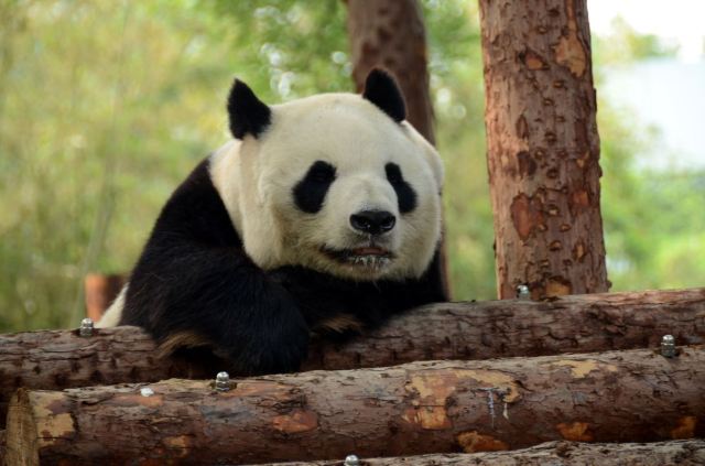 Beijing Zoo