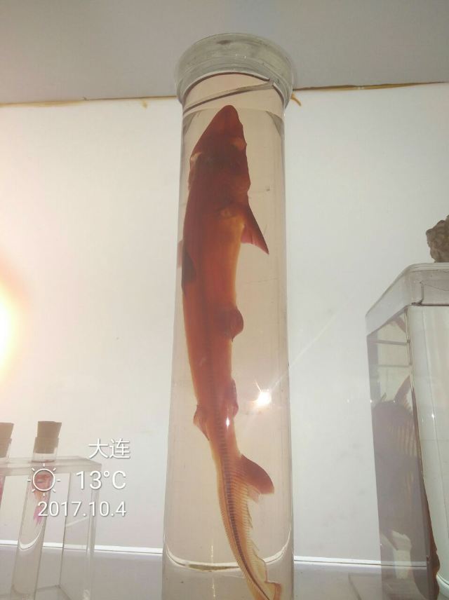 다롄 성야하이양스제(대련 성아해양세계)