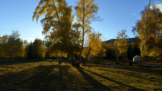 行走北疆，遇见灿烂的金秋