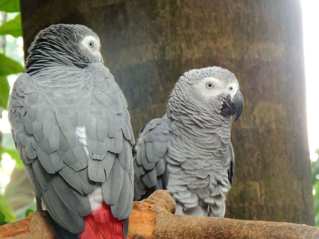 Chimelong Bird Park