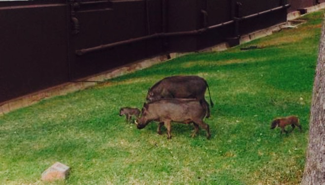 Stanley's Terrace餐厅图片