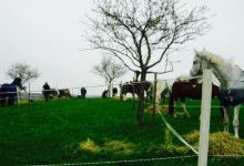 Burgermoos-Stuble美食图片