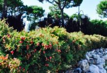 Contrada La Cavallina购物图片