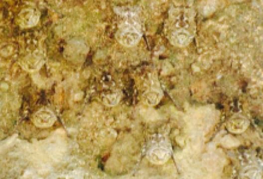 Rincon Corobici美食图片