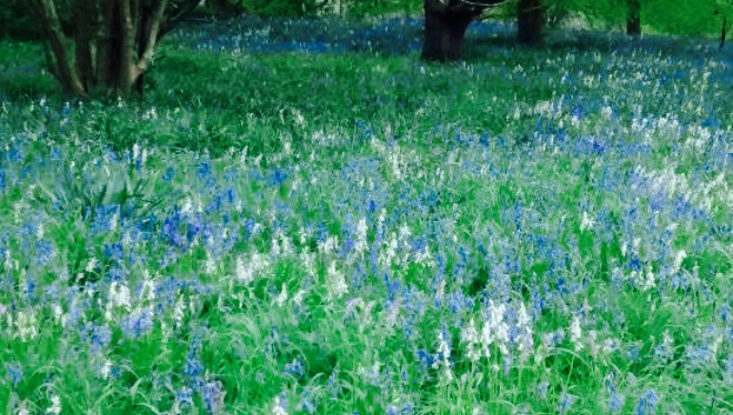 Hirsel Cottage Tearoom