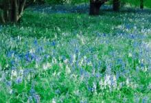 Hirsel Cottage Tearoom美食图片