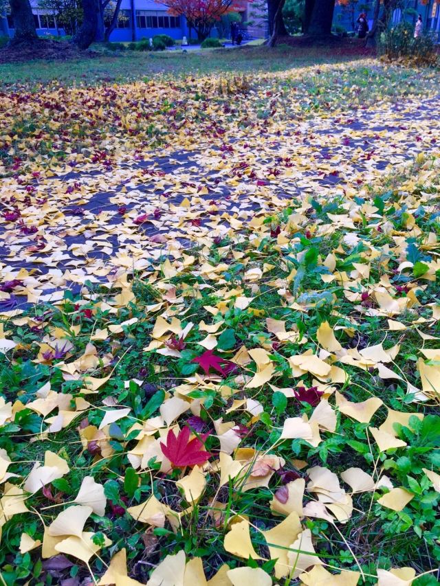 奈良奈良女子大学攻略 奈良奈良女子大学门票 游玩攻略 地址 图片 门票价格 携程攻略