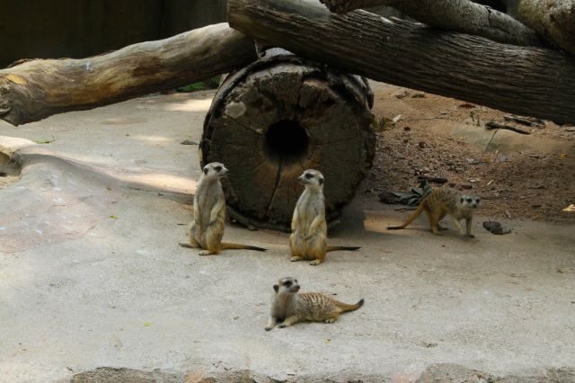 Singapore Zoo