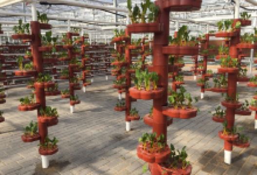 寻乌蔬菜主题文化园景点图片