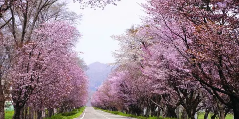 優駿櫻花路