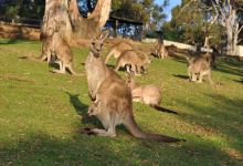 波诺朗野生动物园景点图片