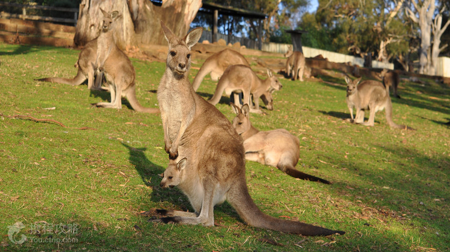Bonorong Wildlife Sanctuary